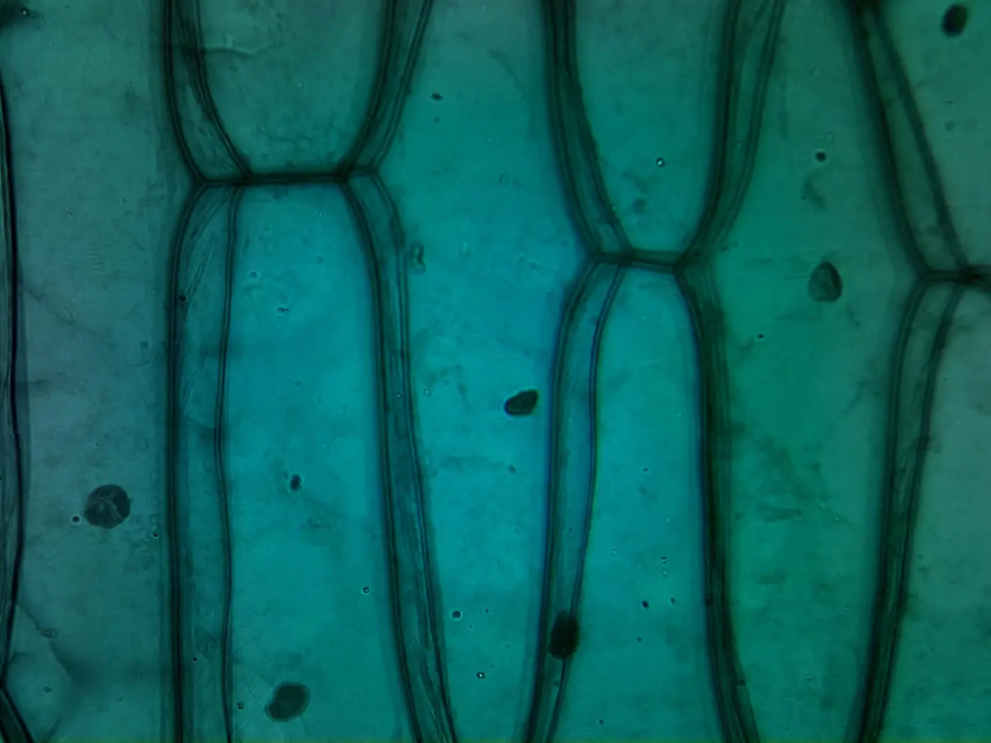 Long, box-shaped onion skin cells under a microscope, each with a dark round nucleus, stained blue-green