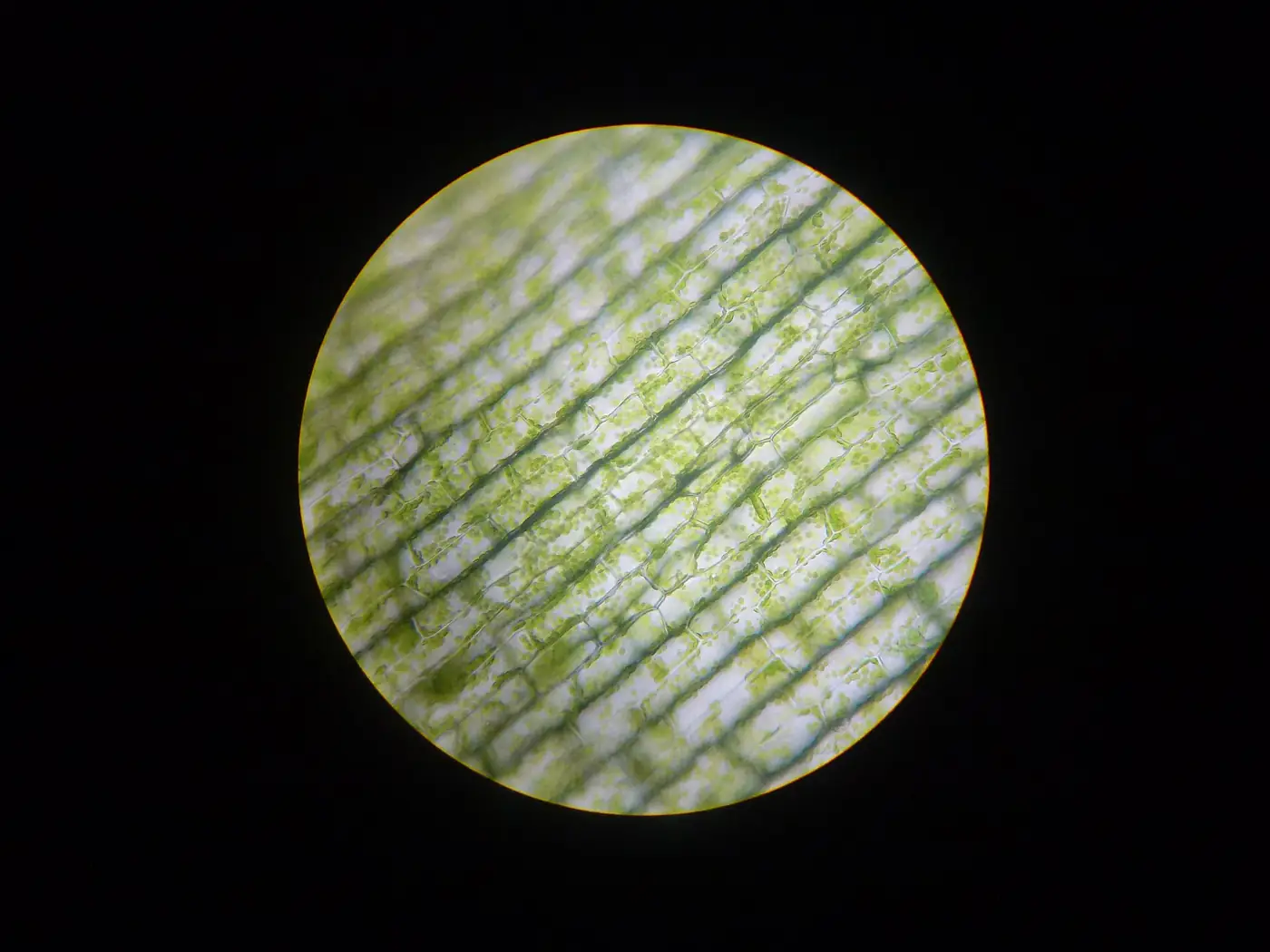 The round view through a microscope eyepiece showing rows of brick-shaped pondweed leaf cells packed with small green chloroplasts
