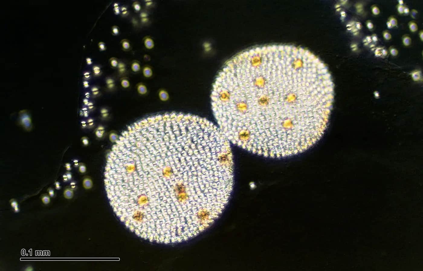 Two glowing green-white balls of Volvox made of hundreds of tiny cells, with golden daughter colonies inside, on a black background with a 0.1 mm scale bar