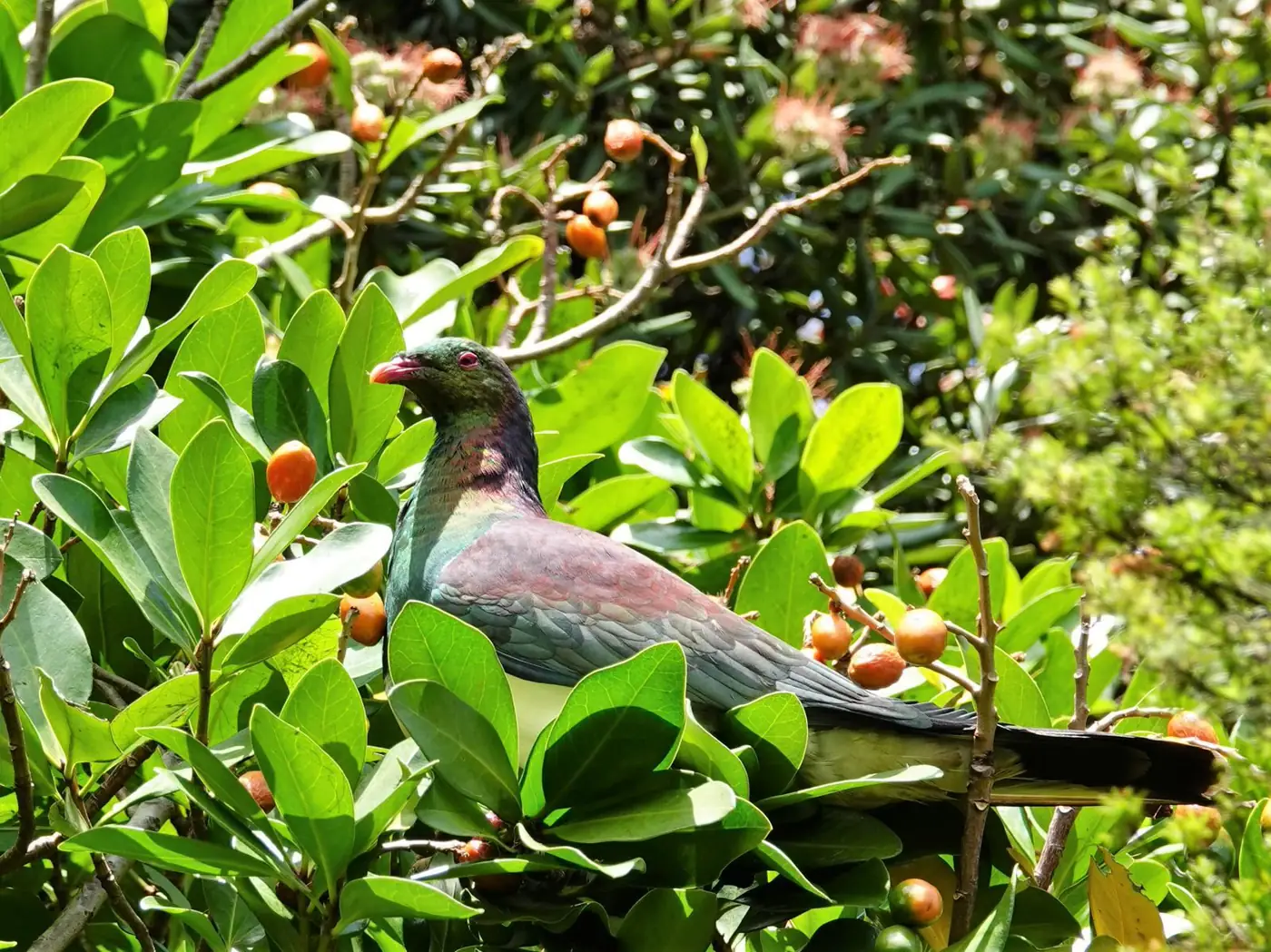 A green and purple kererū perched among glossy leaves and orange karaka berries