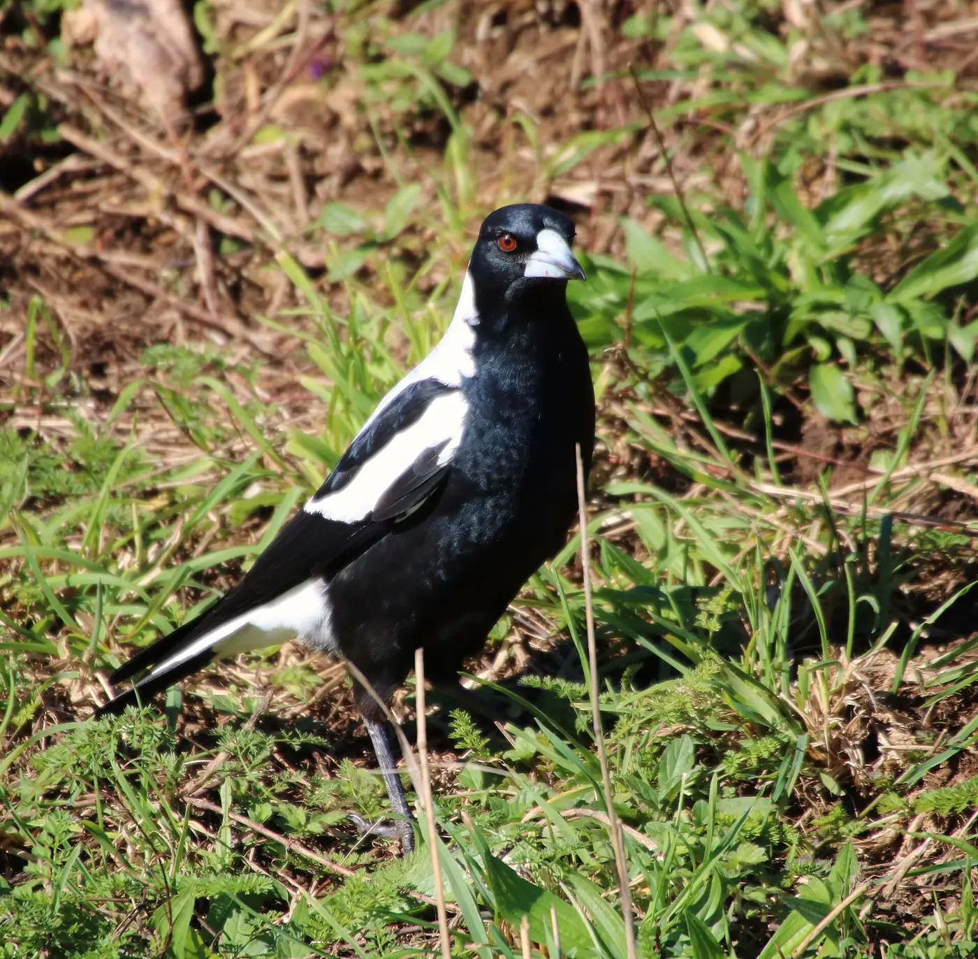 A black and white magpie standing in green grass on a New Zealand farm