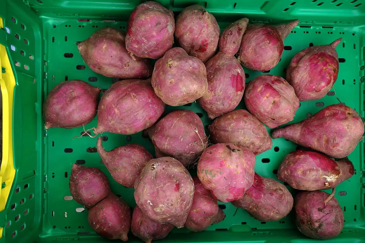 A green crate full of red-skinned kūmara at a market stall