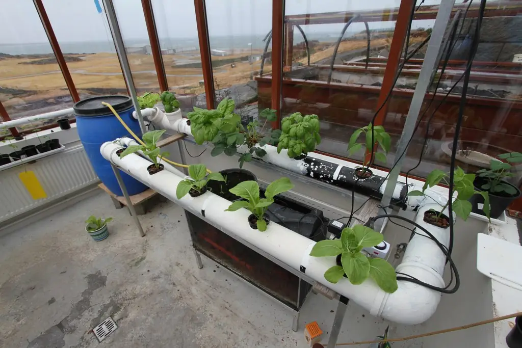 A small aquaponics system in a glasshouse: white pipes holding pak choi and basil plants above a fish tank, with a blue water barrel