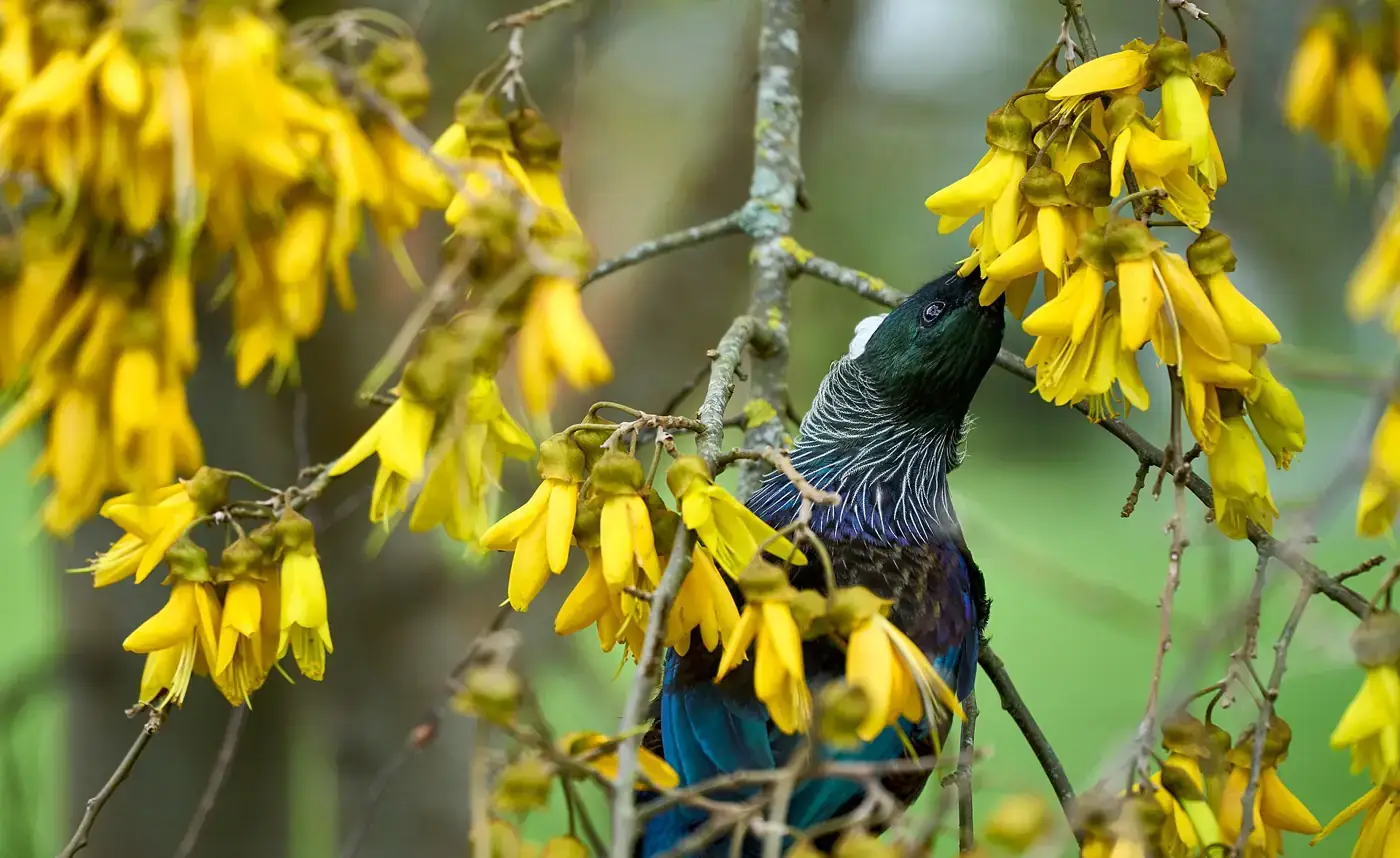 A tūī with glossy blue-green feathers and a white throat tuft reaching up into bright yellow kōwhai flowers