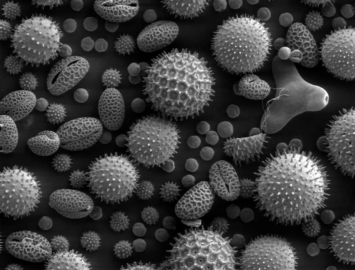Black and white electron microscope image of pollen grains from several plants: spiky balls, patterned ovals and tiny smooth spheres