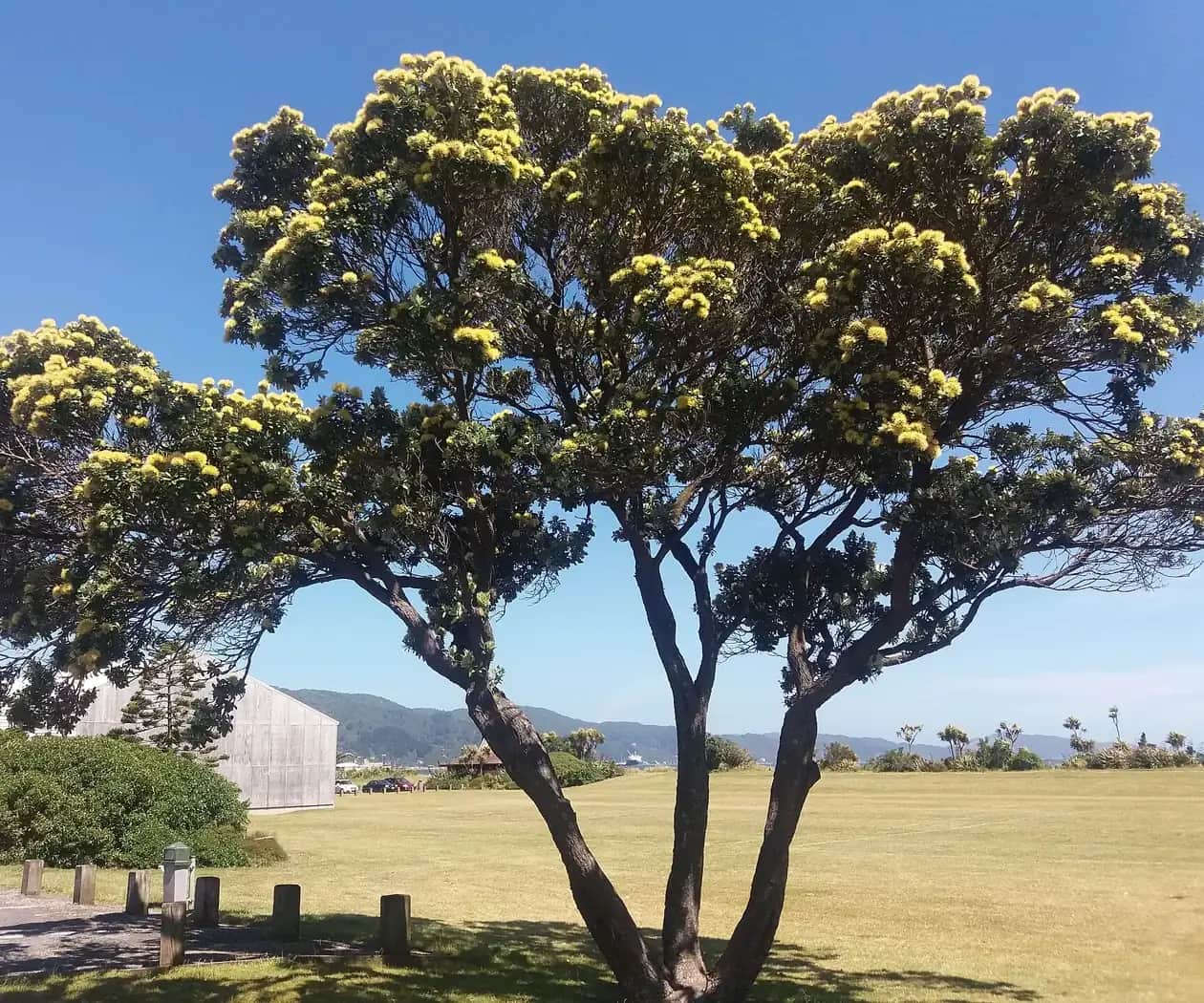 A spreading pōhutukawa tree covered in pale yellow flowers under a blue sky beside a grassy coastal park
