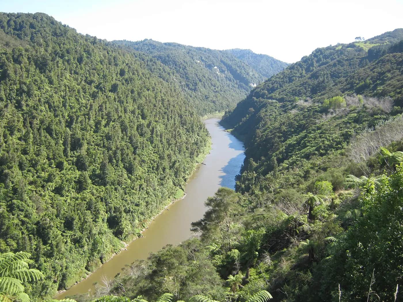 A brown river running between steep hills covered in thick native bush and tree ferns