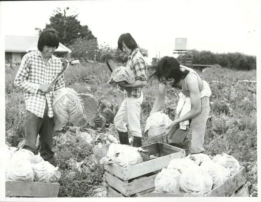 Black-and-white photo of three young men harvesting cabbages in a field and packing them into wooden crates, with a farmhouse and water tank behind