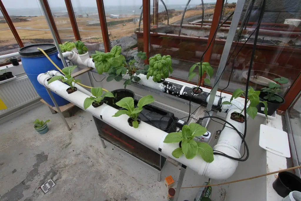 A small homemade aquaponics system in a greenhouse, with white pipes holding pak choy and basil plants and a blue barrel