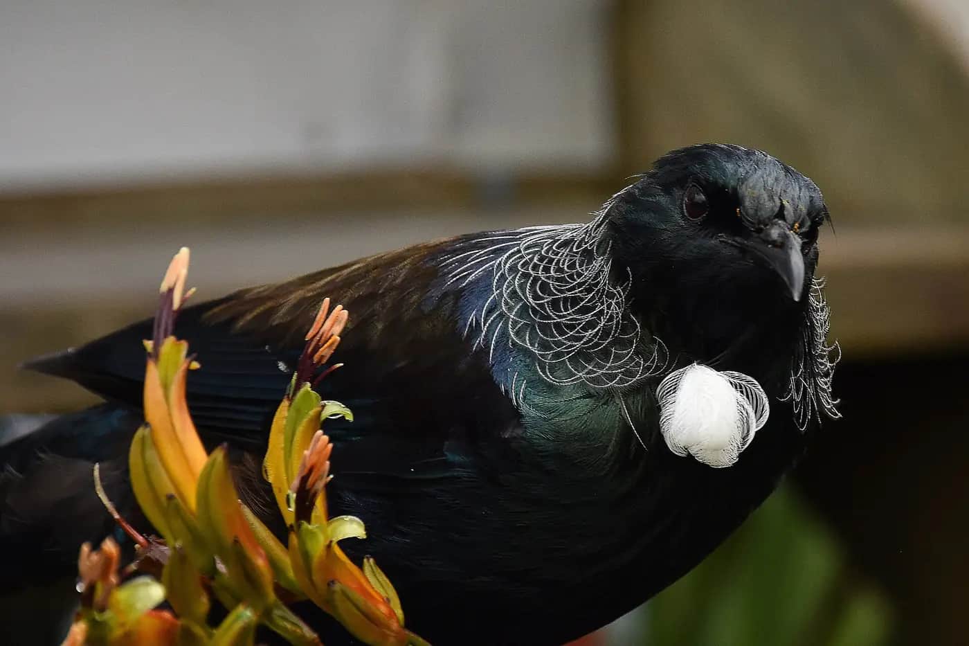 A tūī with glossy dark feathers and a white throat tuft perches beside orange harakeke flowers.