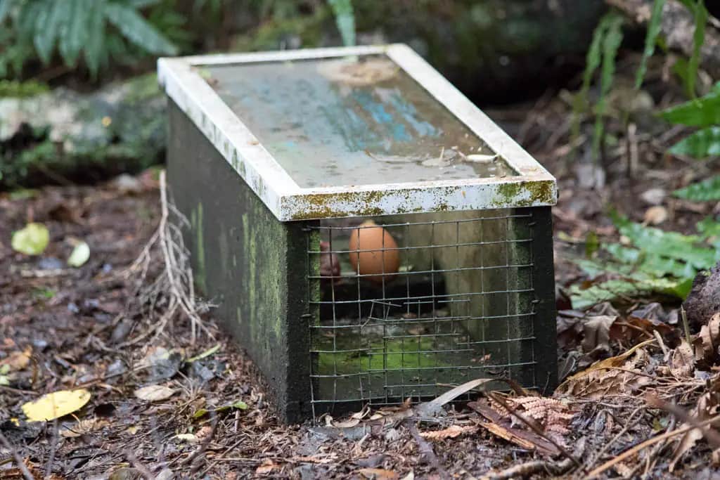 A wooden predator trap box with a wire mesh end, sitting on the forest floor among ferns and leaves.